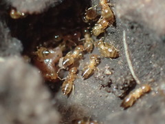 Crematogaster natalensis dulcis