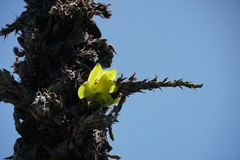 Puya chilensis