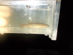 Umbra limi
