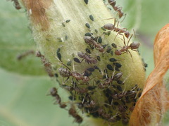 Anoplolepis custodiens