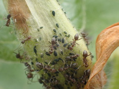 Anoplolepis custodiens