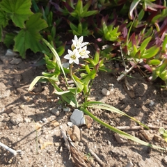Nothoscordum gracile