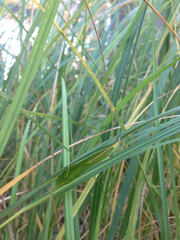 Neoconocephalus ensiger