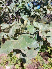 Quercus chihuahuensis