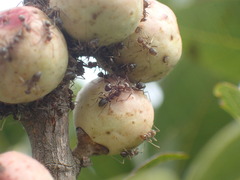 Anoplolepis custodiens