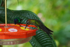 Heliodoxa leadbeateri