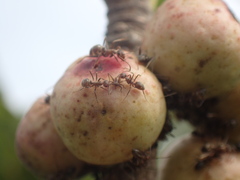 Anoplolepis custodiens