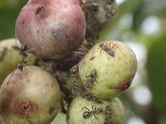 Anoplolepis custodiens