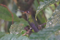 Heliodoxa leadbeateri
