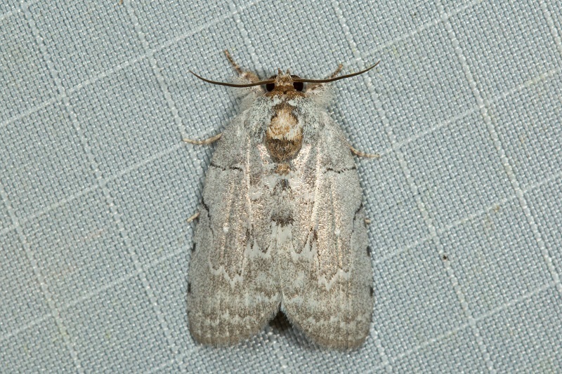 Ptisciana seminivea