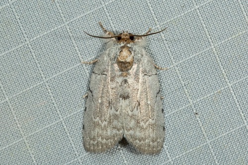 Ptisciana seminivea Walker, 1865