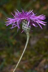 Centaurea scabiosa