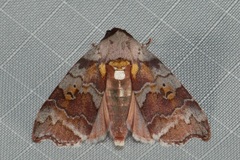 Ptyonota carissima