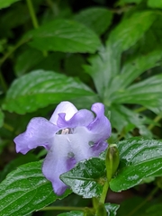 Strobilanthes