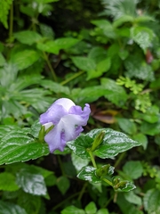 Strobilanthes