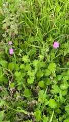 Geranium molle