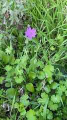 Geranium molle