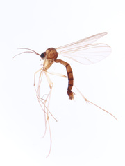 Phronia tiefii