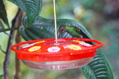 Heliodoxa leadbeateri