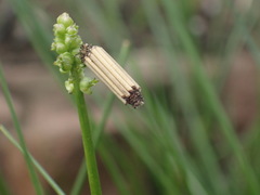 Triglochin milnei