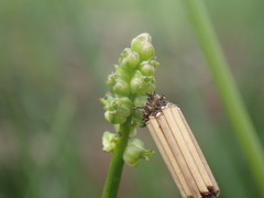 Triglochin milnei
