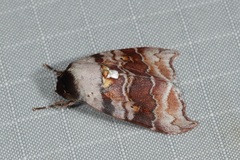 Ptyonota carissima