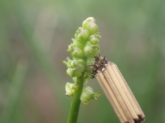 Triglochin milnei