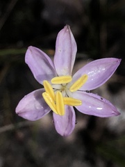 Burchardia monantha