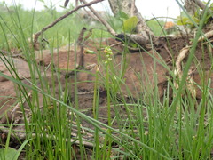Tulbaghia acutiloba