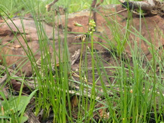 Tulbaghia acutiloba