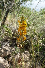 Chloraea gavilu