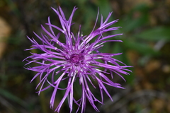 Centaurea scabiosa