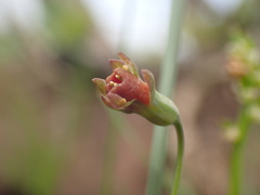 Tulbaghia acutiloba