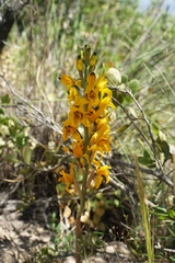 Chloraea gavilu