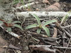 Crassula alba