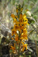 Chloraea gavilu