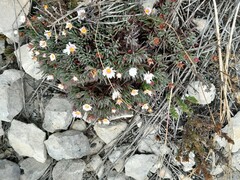 Lampranthus ceriseus