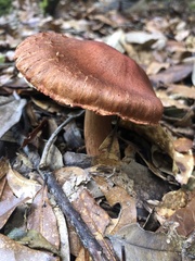 Cortinarius quercoarmillatus