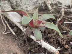 Crassula alba
