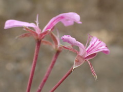 Pelargonium peltatum
