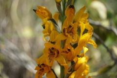 Chloraea gavilu