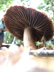 Cortinarius quercoarmillatus