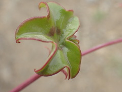 Pelargonium peltatum