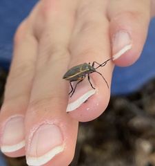 Largus succinctus