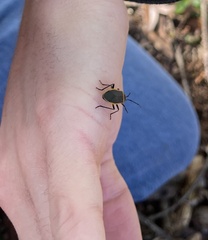 Largus succinctus