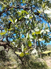 Quercus oblongifolia
