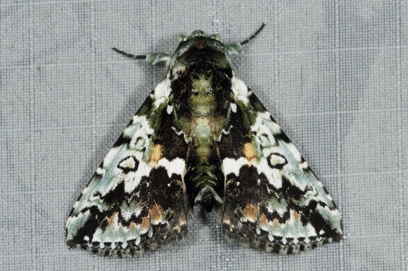 Risoba calaina
