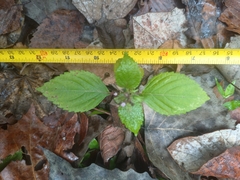 Perilla frutescens