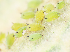 Aphis verbasci