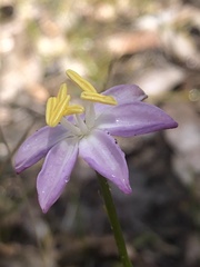 Burchardia monantha